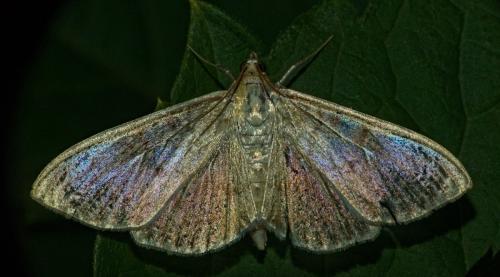 Réf. 339 627 : Pleuroptya ruralis
